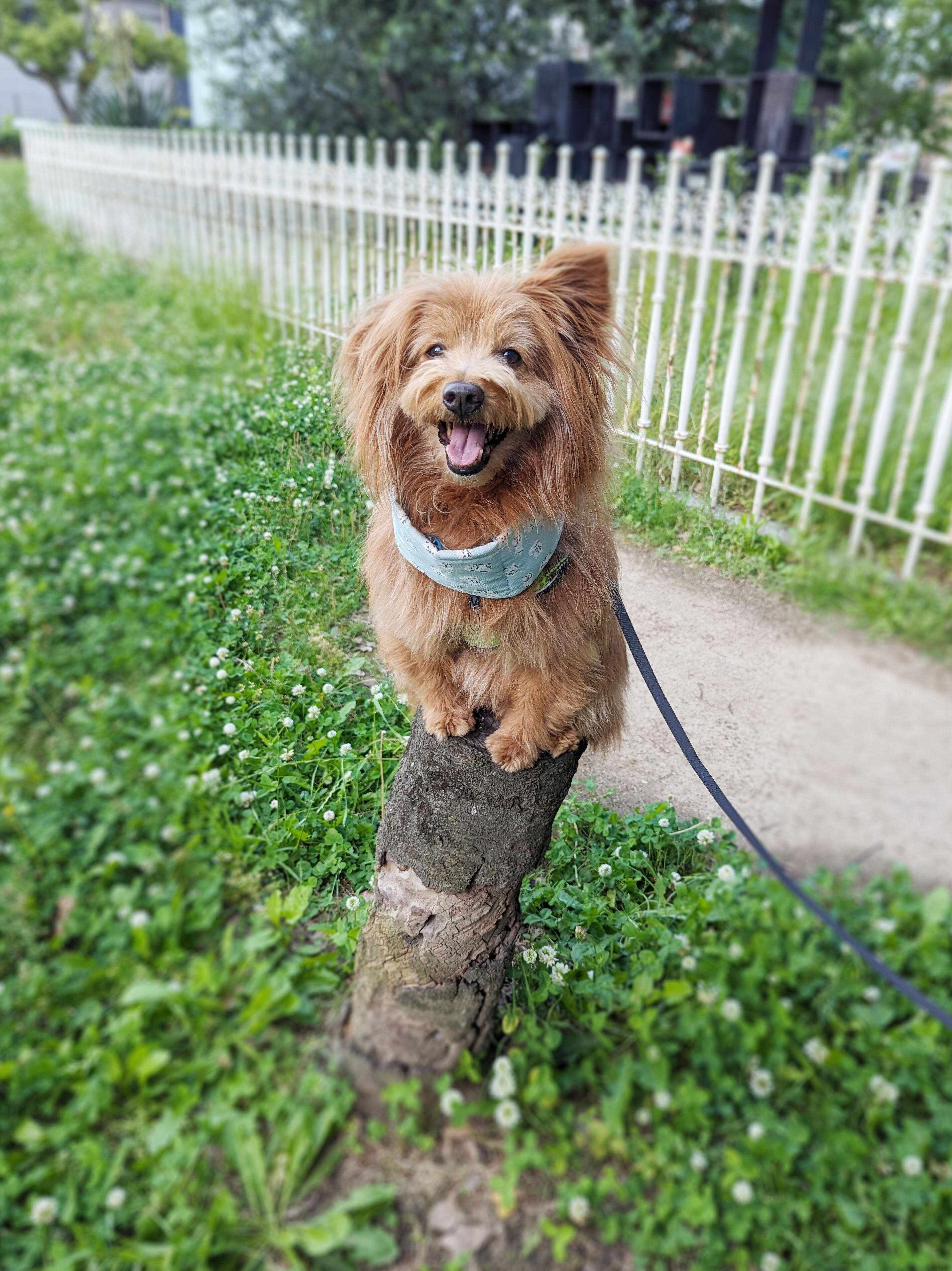 杭の上に乗る犬の写真