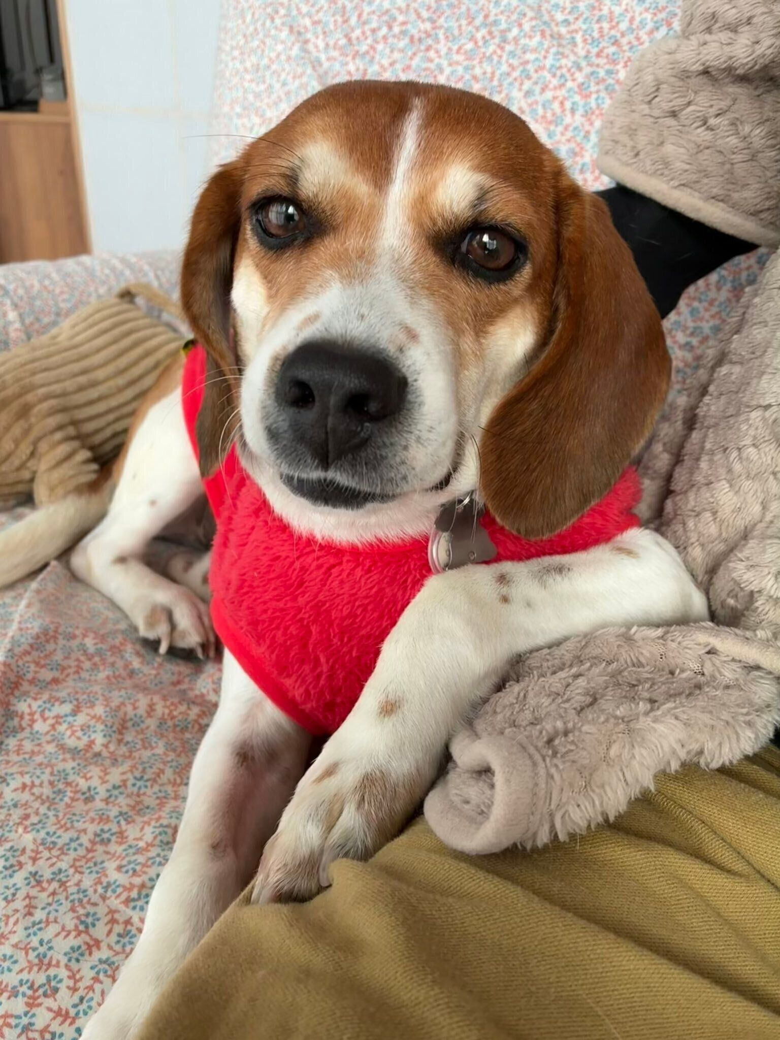 飼い主さんの足に前足を置きくつろぐこいぬこちゃん