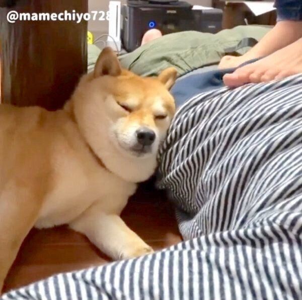 パパさんのことを癒す豆千代くん