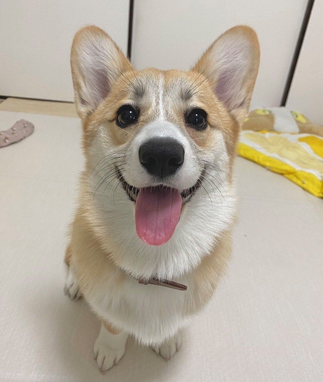 笑顔が可愛いコパンちゃん