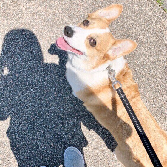 ウェルシュ・コーギー・ペンブロークのはるくん。お散歩中♪