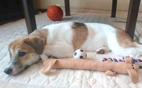 子犬時代のコロちゃん