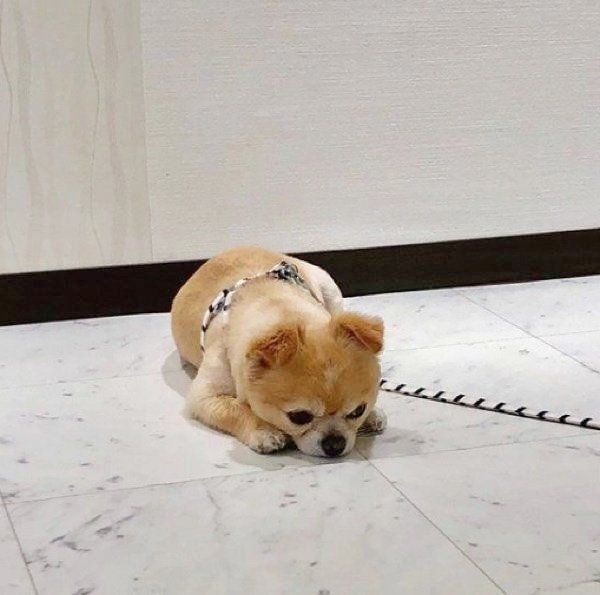 チワワのぽんたちゃん