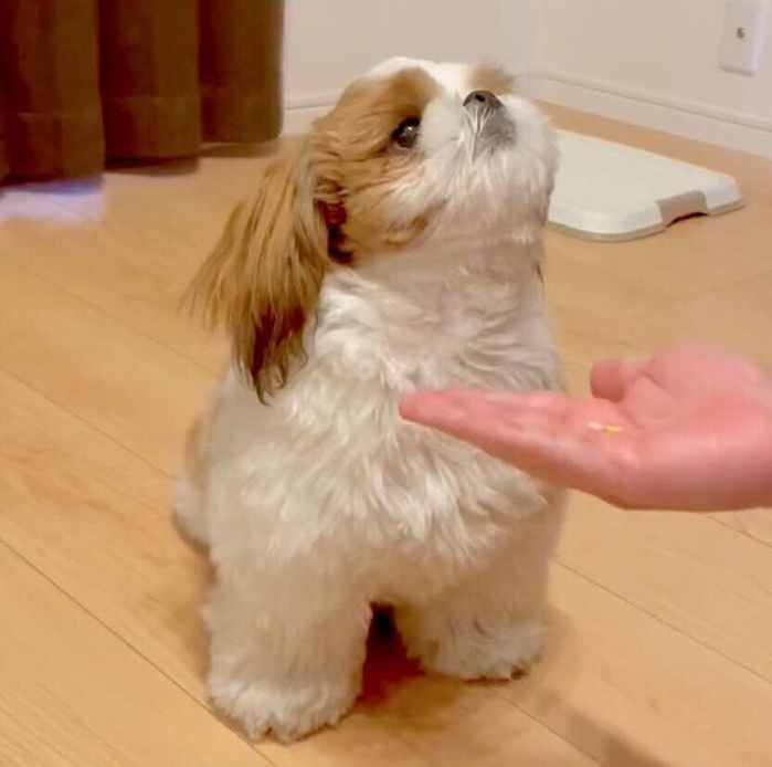 キラキラした目で飼い主さんを見つめるぽこくん