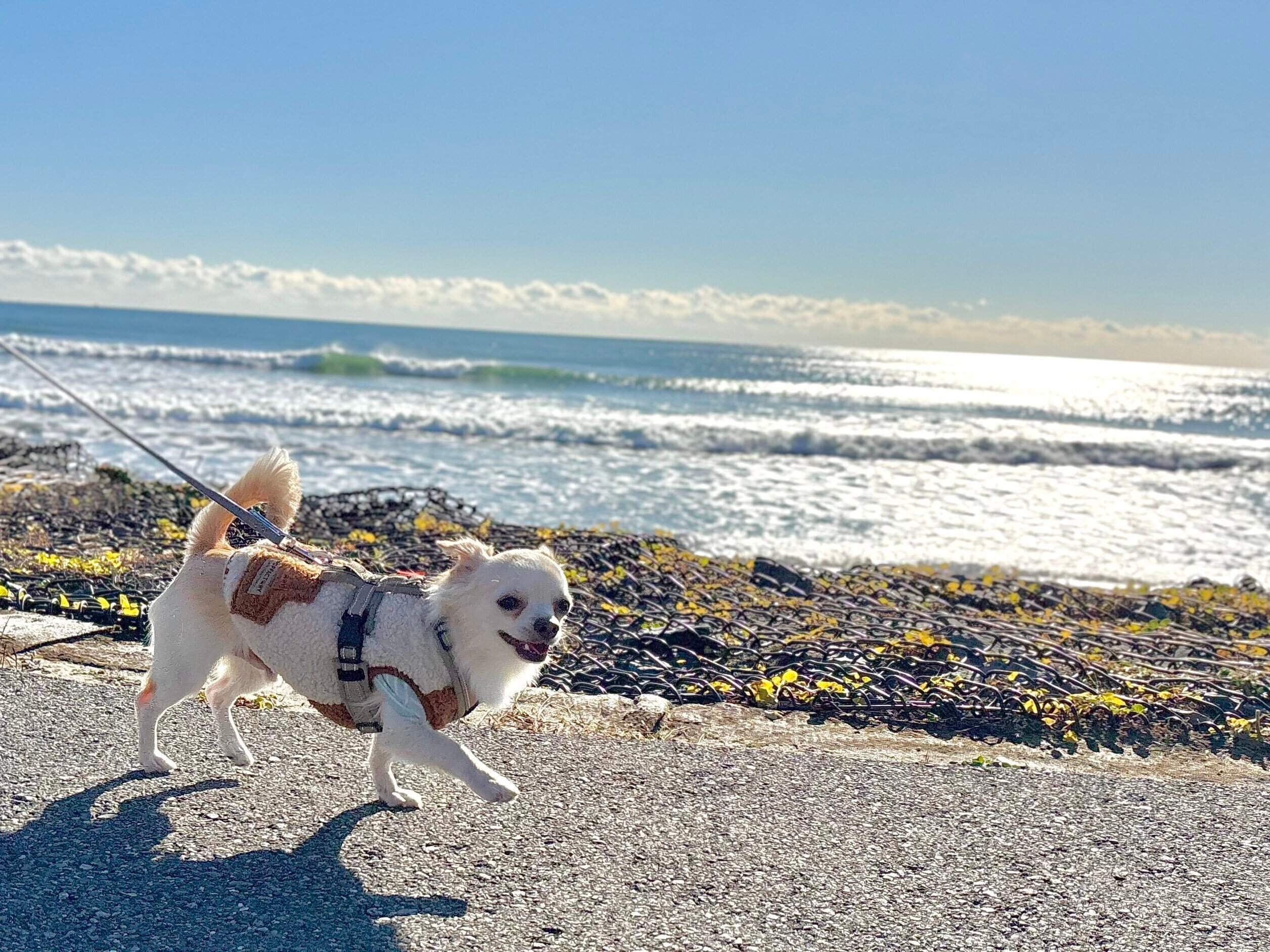 楽しそうにお散歩するはるくん