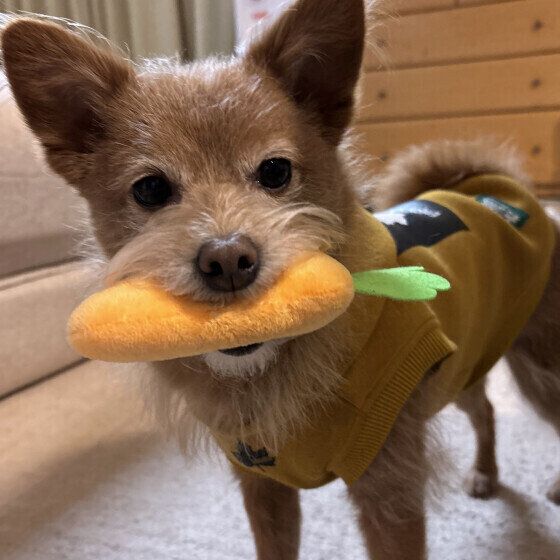 にんじんのおもちゃをくわえているワンちゃん