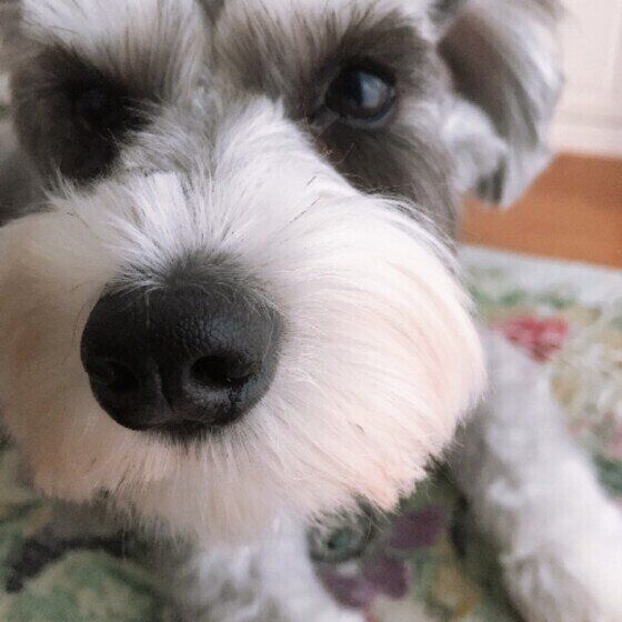 見つめるミニチュア・シュナウザー