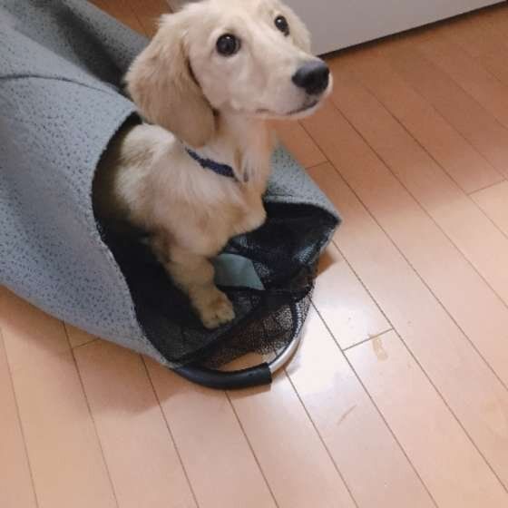 見上げるミニチュア・ダックスフンド