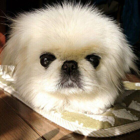 見つめるペキニーズ