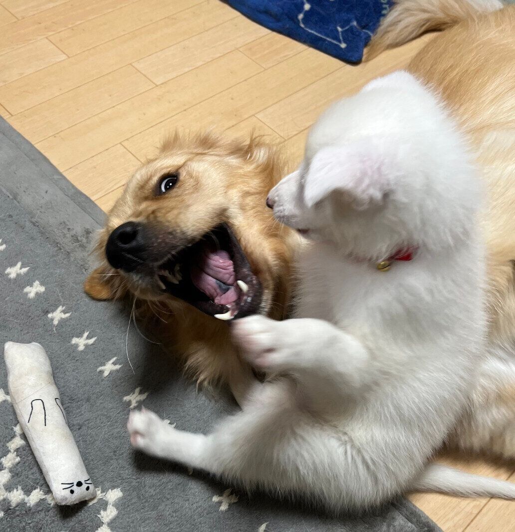 妹犬・ソレルちゃんと遊ぶクローブくん