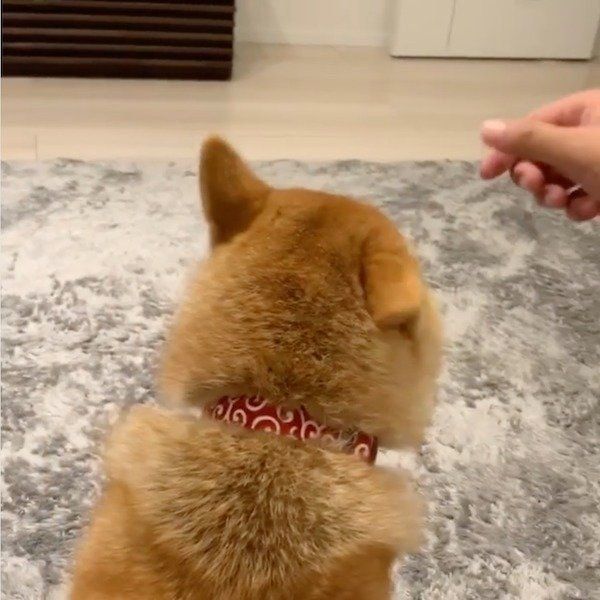 撫で撫でアンテナを持つ柴犬