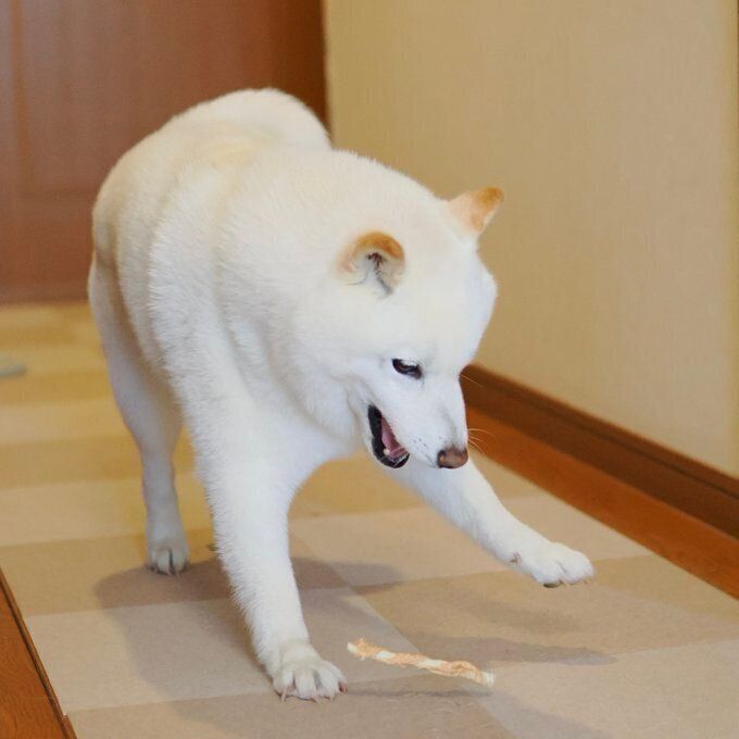 ”取ってこい”をするラッテくん