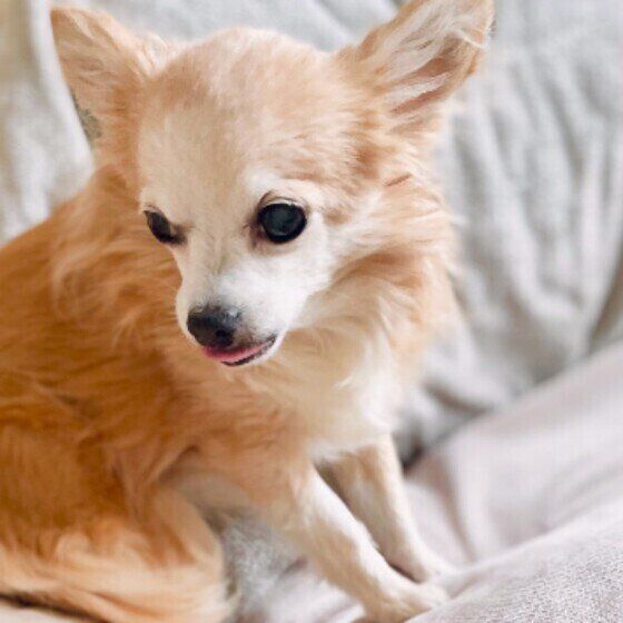 ねぼすけのチワワ