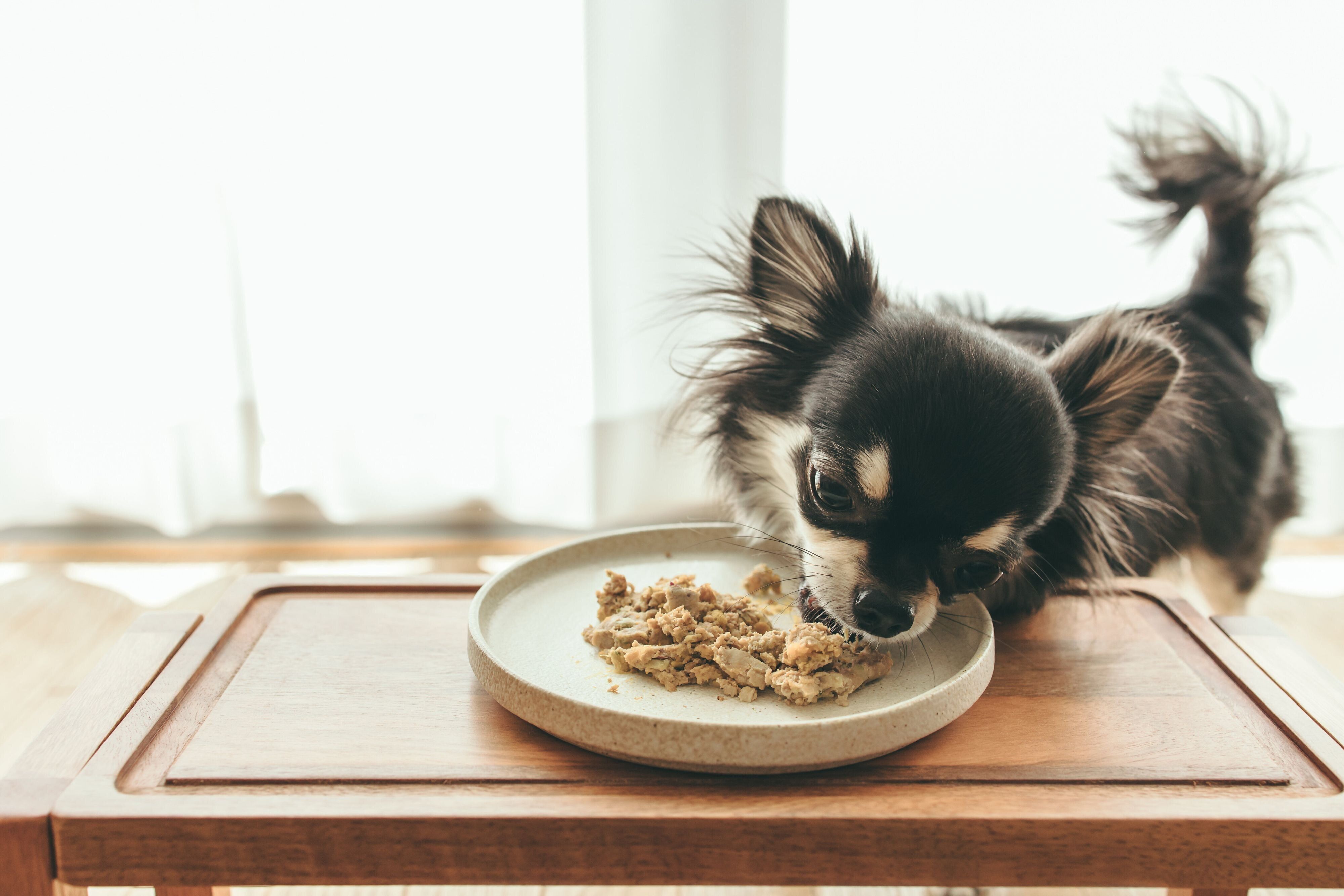 ごはんを食べるチワワ　フレッシュペットフード