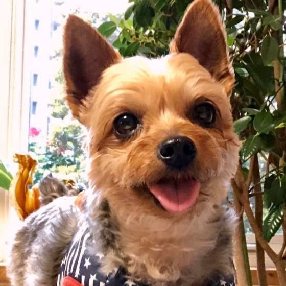 ヨークシャー・テリアのひじきくん