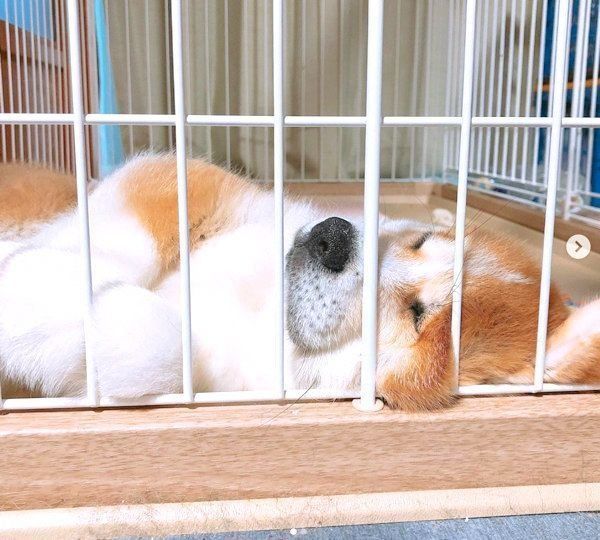 変顔して寝る秋田犬