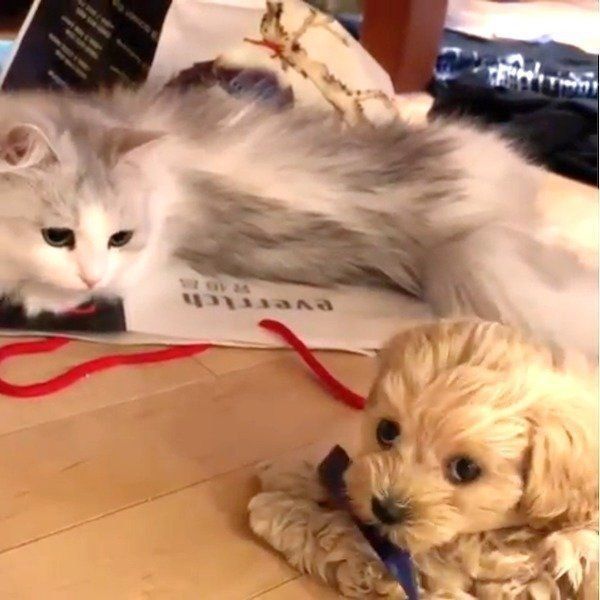 いたずら大好きなマルプー