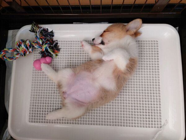 トイレの上で眠るるーしーちゃん