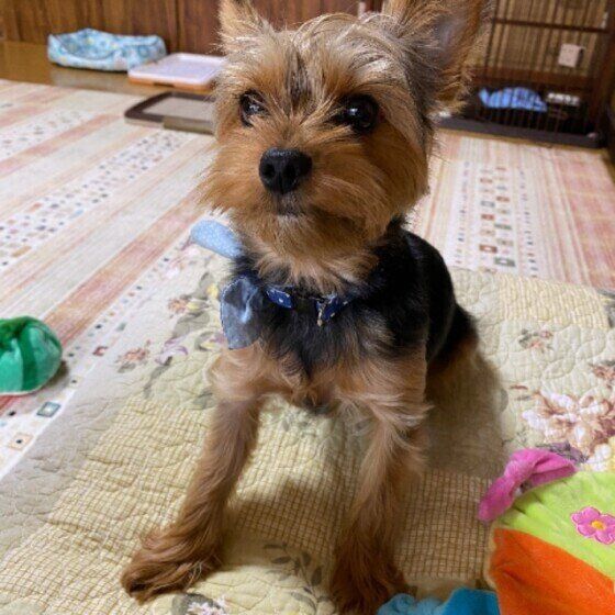 見つめるヨークシャー・テリア