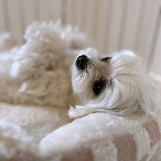 寝転がるマルチーズ