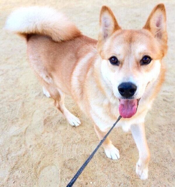 お散歩する福くん