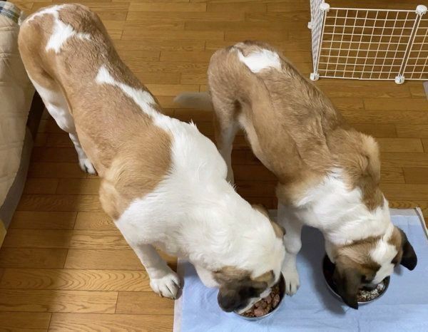 ごはんを食べるドーンくんとデイジーちゃん