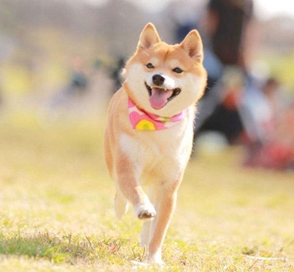 走るにこちゃん