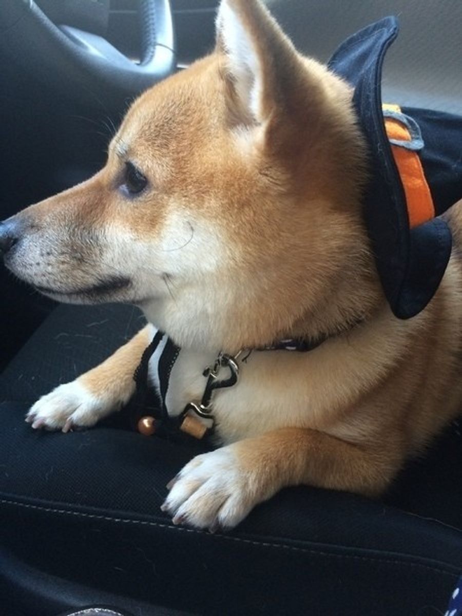 愛犬の太りすぎのリスク 肥満度チェック方法 あなたの愛犬は大丈夫 いぬのきもちweb Magazine 愛犬の太りすぎのリスク 肥満度チェック方法 あなたの愛犬は大丈夫 いぬのきもちweb Magazine