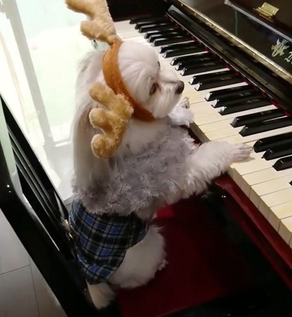 ピアノを弾くモコちゃん