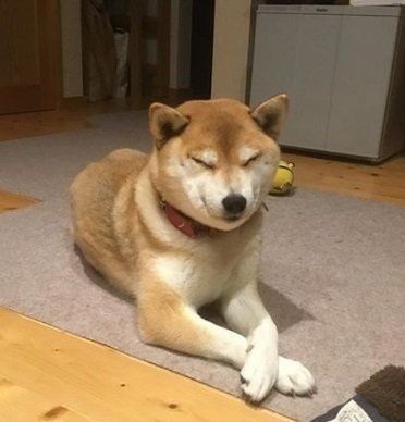 座ったまま寝る犬