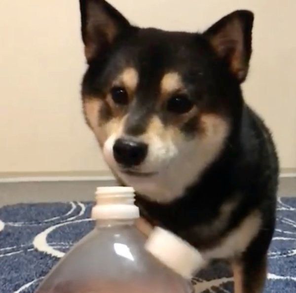 ペットボトルの蓋を開ける豆柴