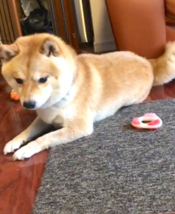 背中におもちゃを隠す豆柴