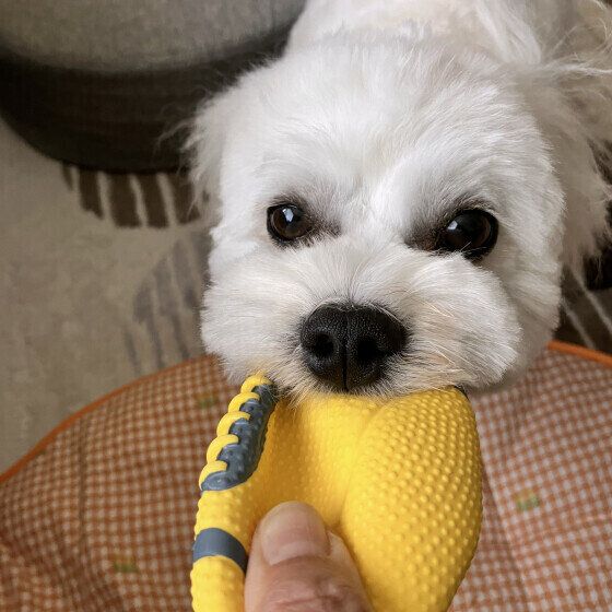 ボールを引っ張りっこする小型Mix犬