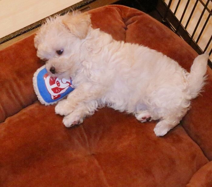生後2カ月頃の犬