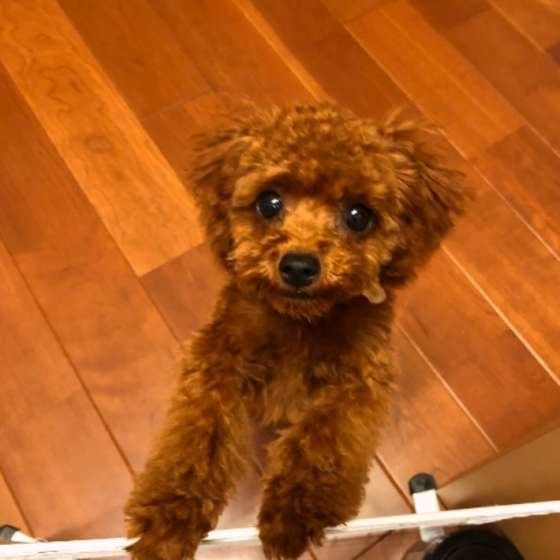 見つめるトイ・プードル