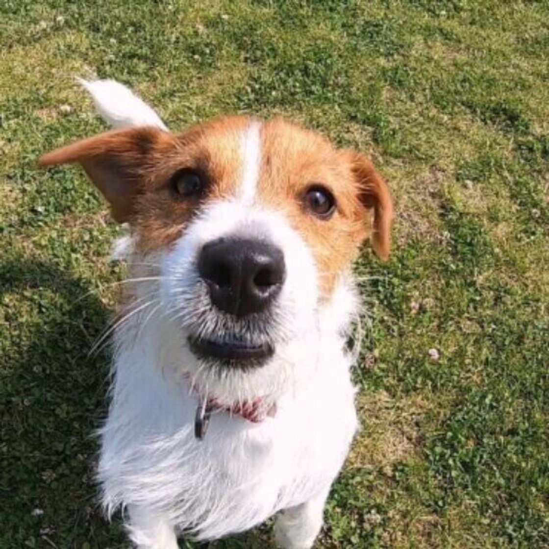 犬を迎える前に犬種の特徴や平均寿命を知っておく理由 ミックス犬の場合は いぬのきもちweb Magazine 犬を迎える前に犬種の特徴や平均寿命を知っておく理由 ミックス犬の場合は いぬのきもちweb Magazine