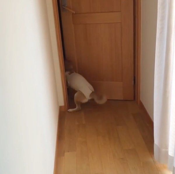 部屋の前で待機する柴犬