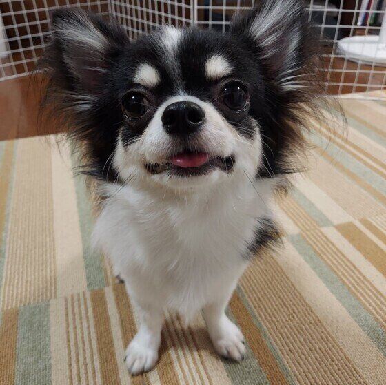 チワワのソラくん