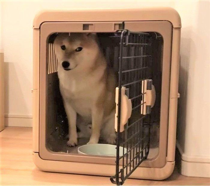 家から出られない犬