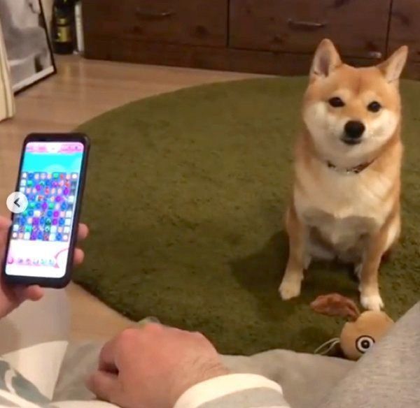 ゲームの邪魔をする豆柴