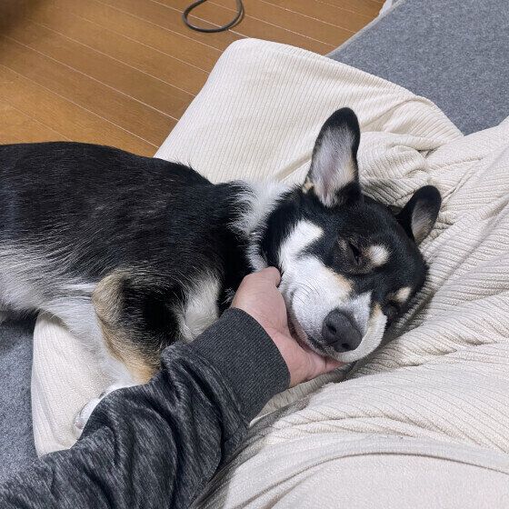 ウェルシュ・コーギー・ペンブローク　あごのせ