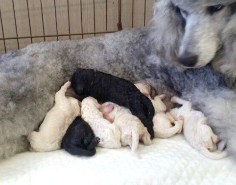 ↑歯が生える前は乳首にどんなに吸いついても母犬は怒らないが……