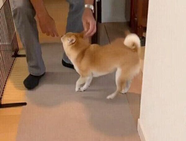 帰宅したパパさんに駆け寄るすずちゃん