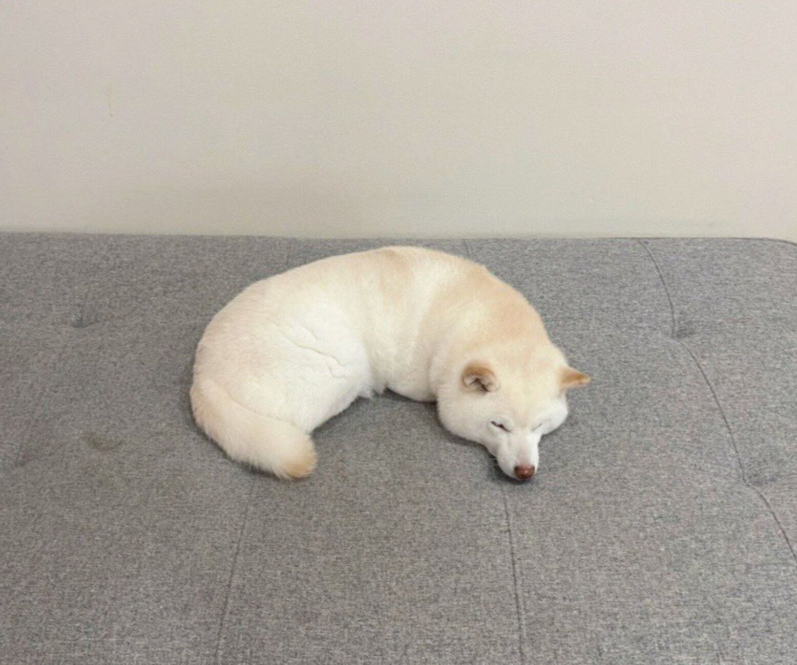 「カシューナッツ」に見えるゆきちゃん