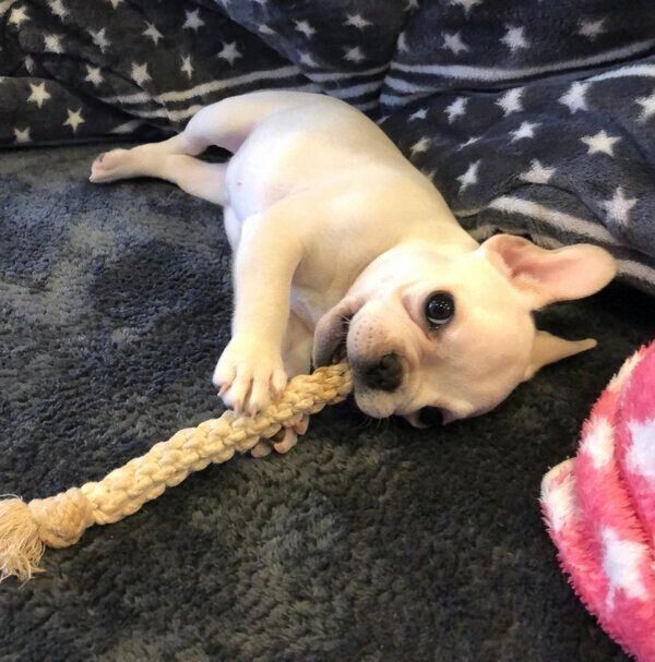 ロープを噛むきなこちゃん