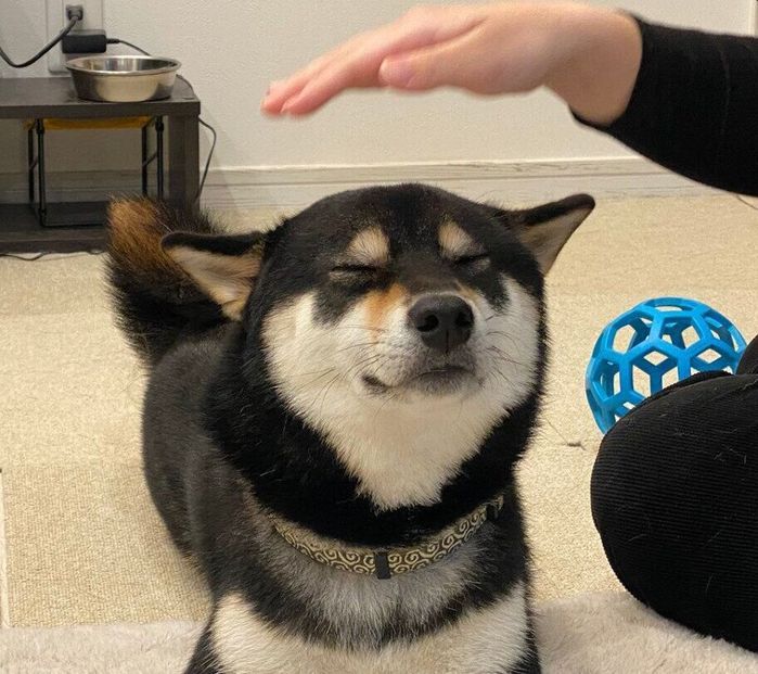 なでられ体勢のもち吉くん