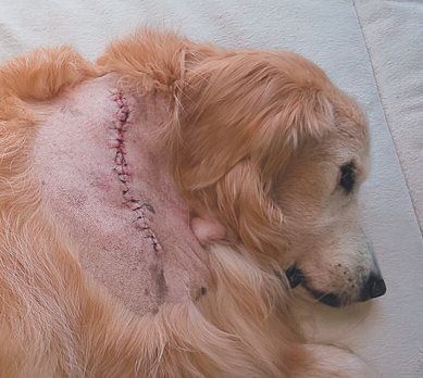 手術翌日のひめちゃん