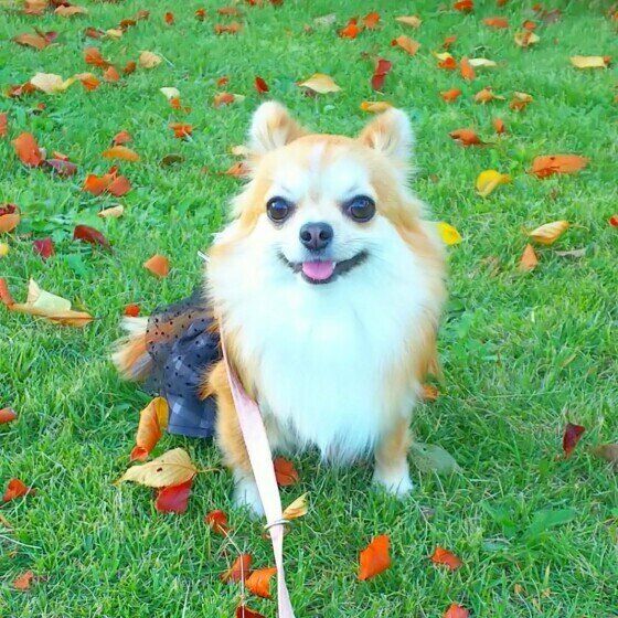 チワワのSaraちゃん