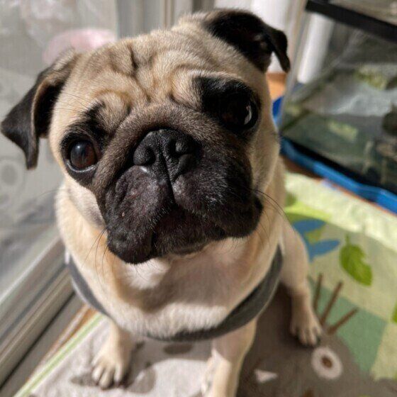 日向ぼっこ中のパグのまるちゃん