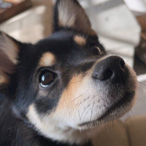 小型犬の佐々木もずくちゃん